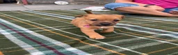 Patterjack dogs for sale: Patterjack puppy’s looking for loving home  - Advert 6
