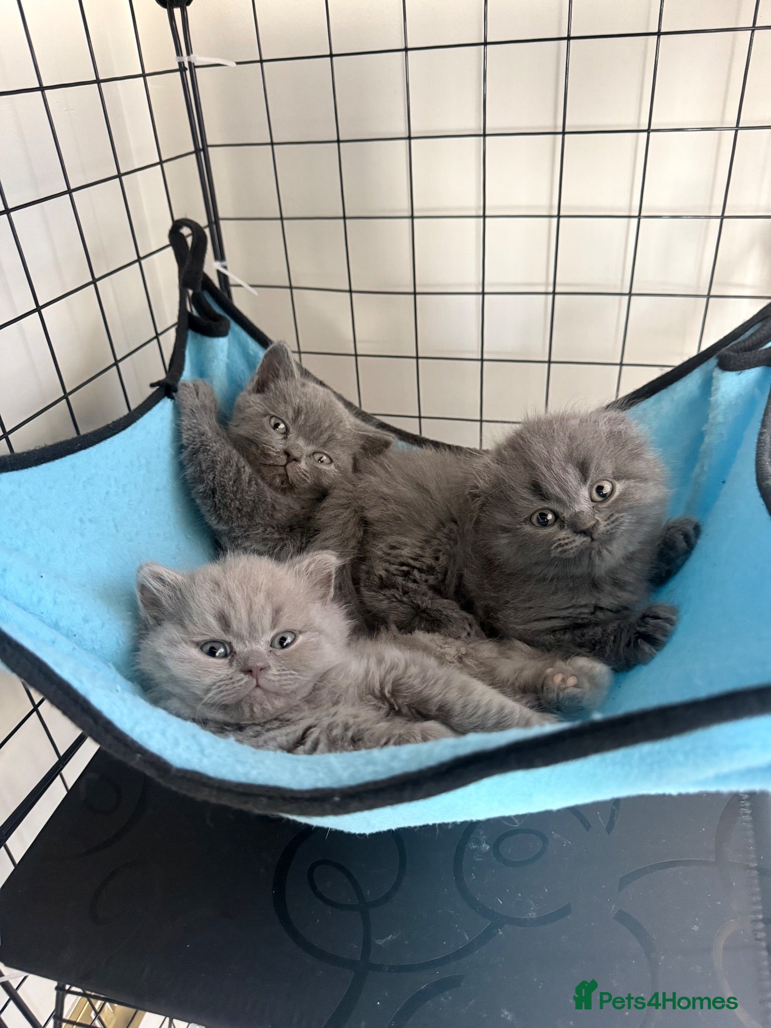 British Shorthair cats British shorthair X Scottish fold  - Advert 1