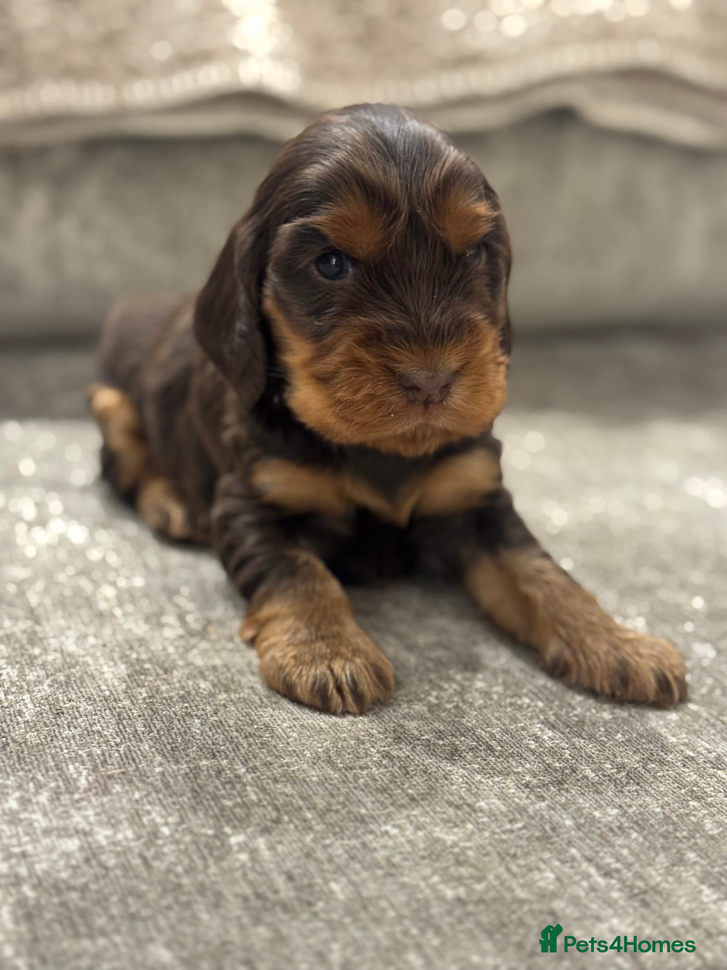 Cocker Spaniel dogs 100% SHOWTYPE COCKERS KC REGISTERED HEALTH TESTED  - Advert 3