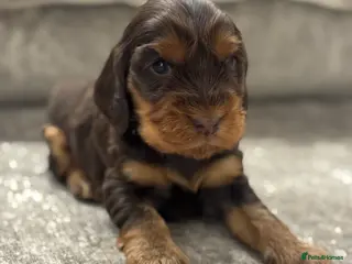 Cocker Spaniel dogs 100% SHOWTYPE COCKERS KC REGISTERED HEALTH TESTED - Advert 3