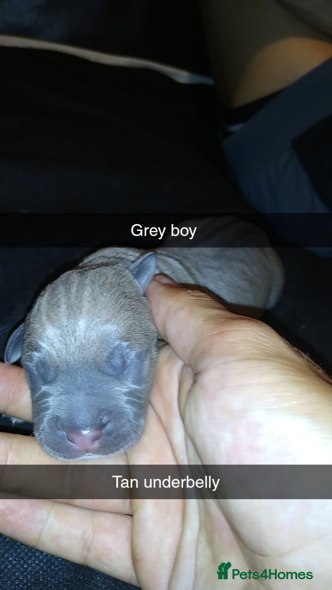 Mixed Breed dogs for sale: Cane Corso x American Bully - Image 6