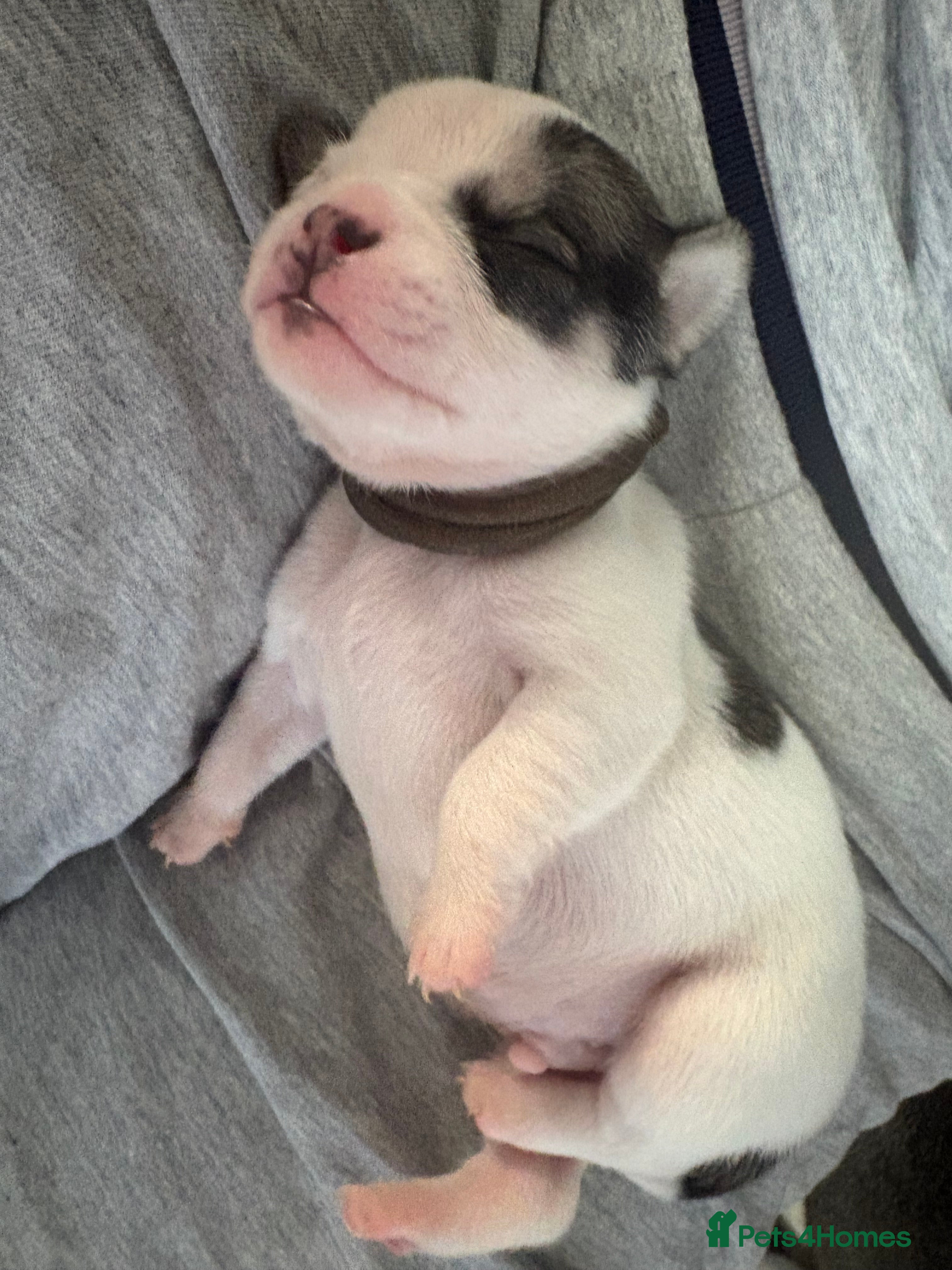 Mixed Breed dogs Pug mixed - Advert 2