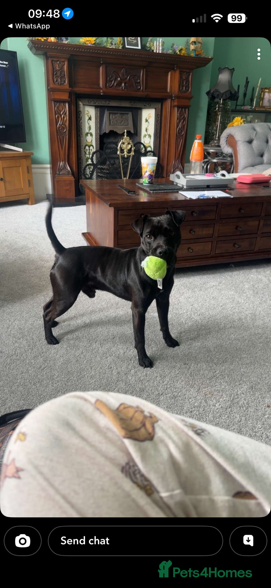 Patterdale Terrier dogs 2 Year Old Patterdale Terrier  - Advert 2