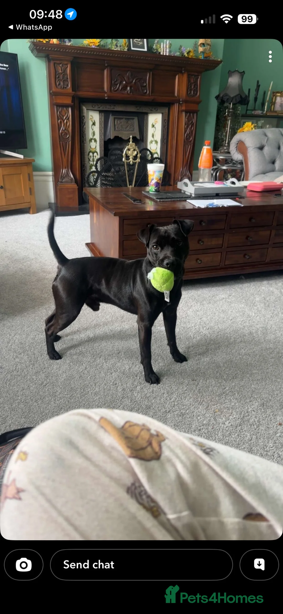 Patterdale Terrier dogs for sale: 2 Year Old Patterdale Terrier  - Advert 1