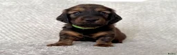 Dachshund dogs for sale: Standard Longhair Dachshunds  - Advert 11