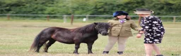 Shetland pony horses for sale: Stunning registered standard Shetland mare - Advert 6