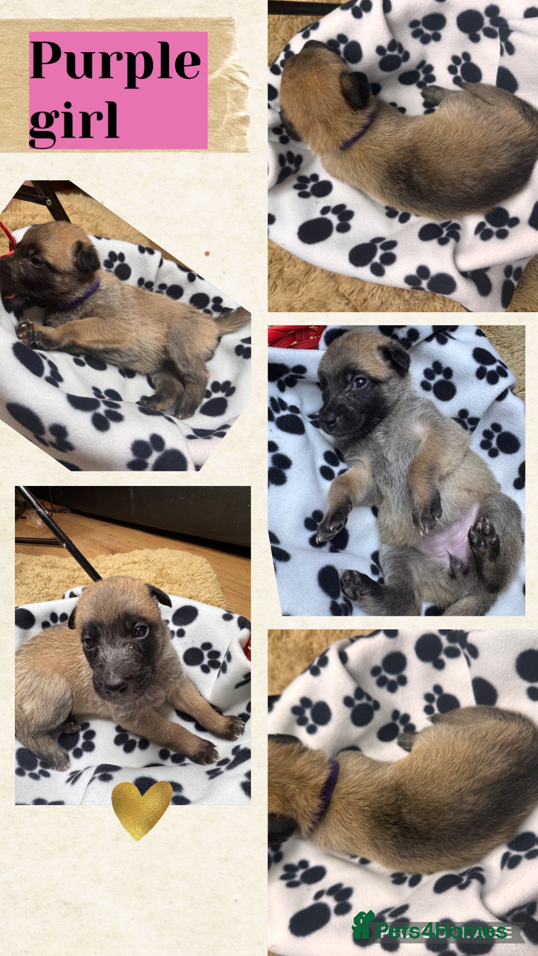 Belgian Shepherd Dog dogs for sale: 🐾 Belgian Malinois x Dutch Herder Puppies 🐾 - Image 10