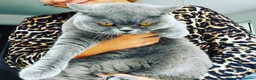 British Shorthair cats for sale: [House Cat] Quiet loving family home for Poppy  - Advert 7