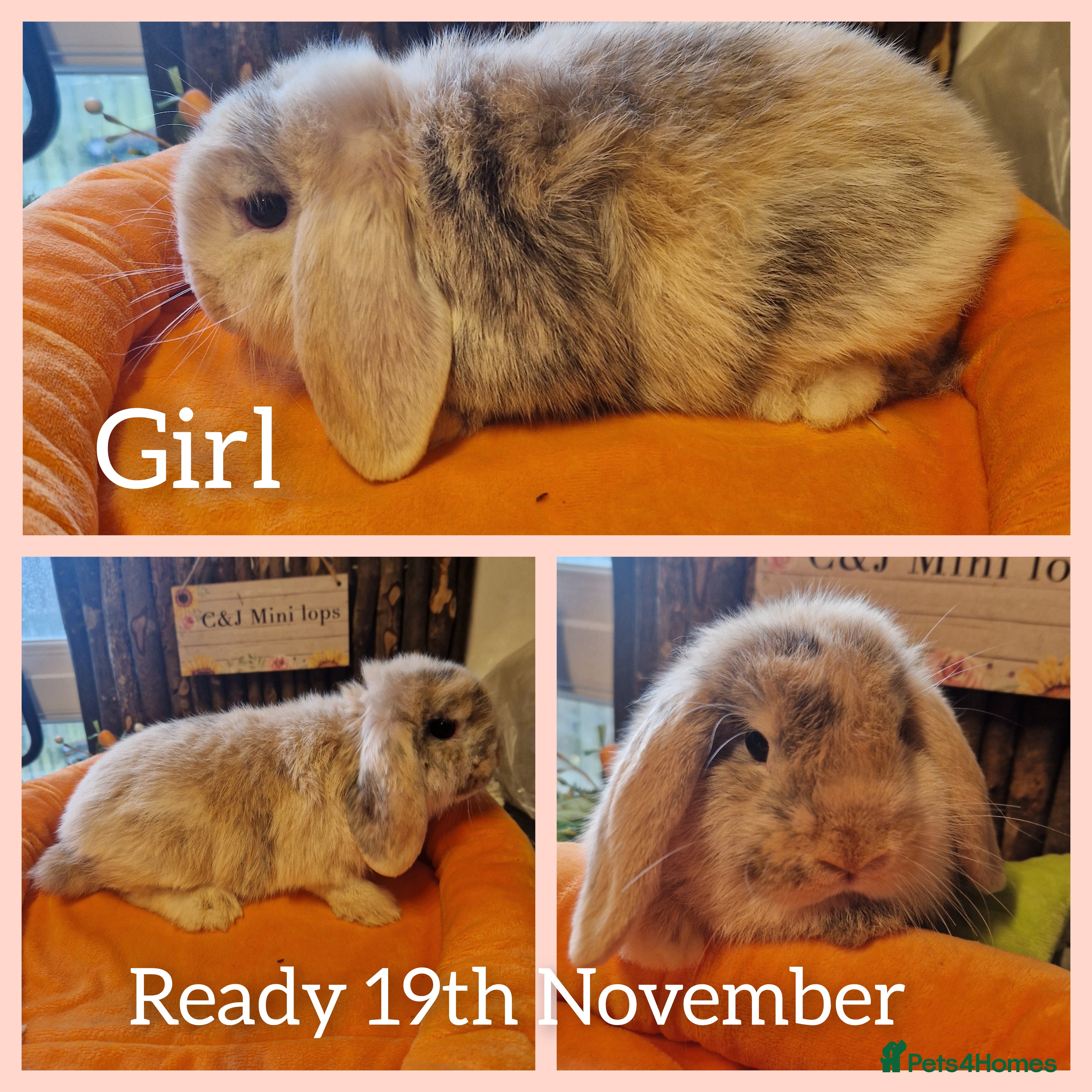 Mini Lop rabbits Mini lop kits ready now  - Advert 4
