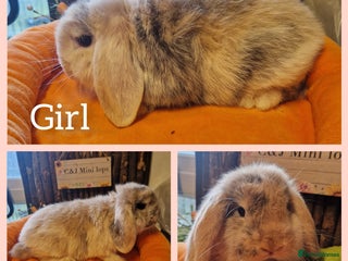 Mini Lop rabbits Mini lop kits ready now - Advert 3