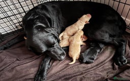 Labrador Retriever dogs for sale: KC registered Labrador Retriever puppies for sale - Image 7