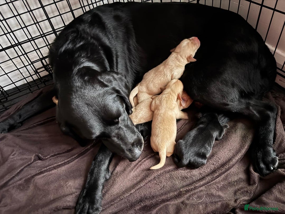 Labrador Retriever dogs for sale: KC registered Labrador Retriever puppies for sale - Image 7