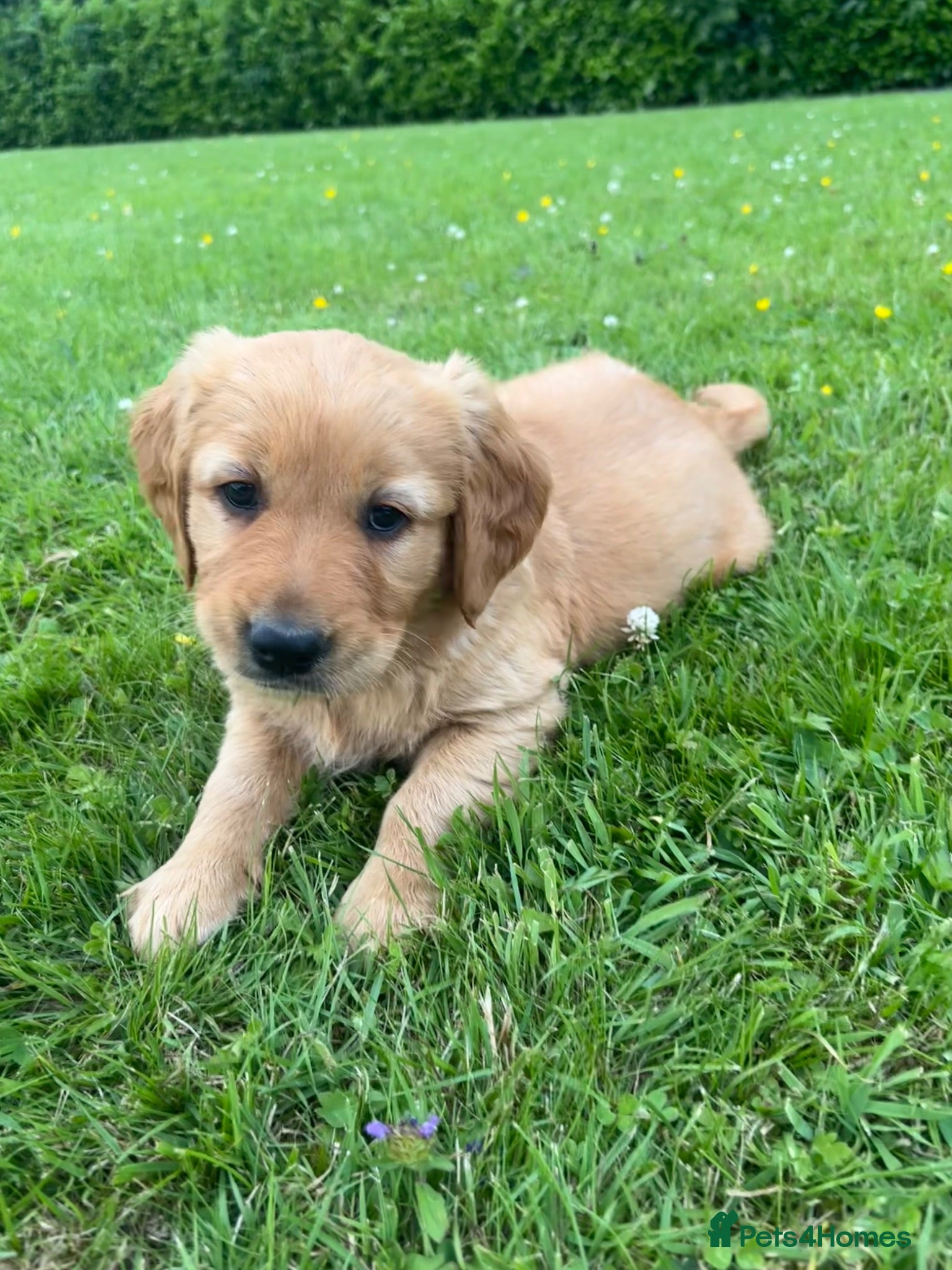 Golden Retriever dogs KC Registered Dark Red Golden Retriever Pups - Advert 5