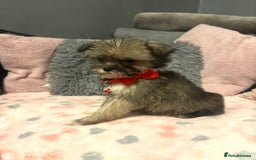 Mixed Breed dogs for sale: Lhasa apso x chorkie  - Image 11