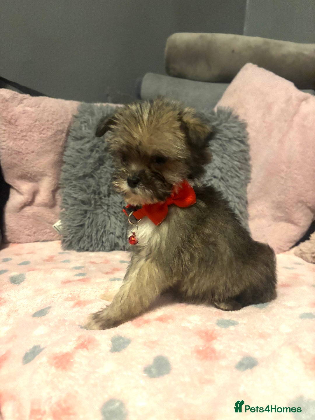 Mixed Breed dogs for sale: Lhasa apso x chorkie  - Image 11