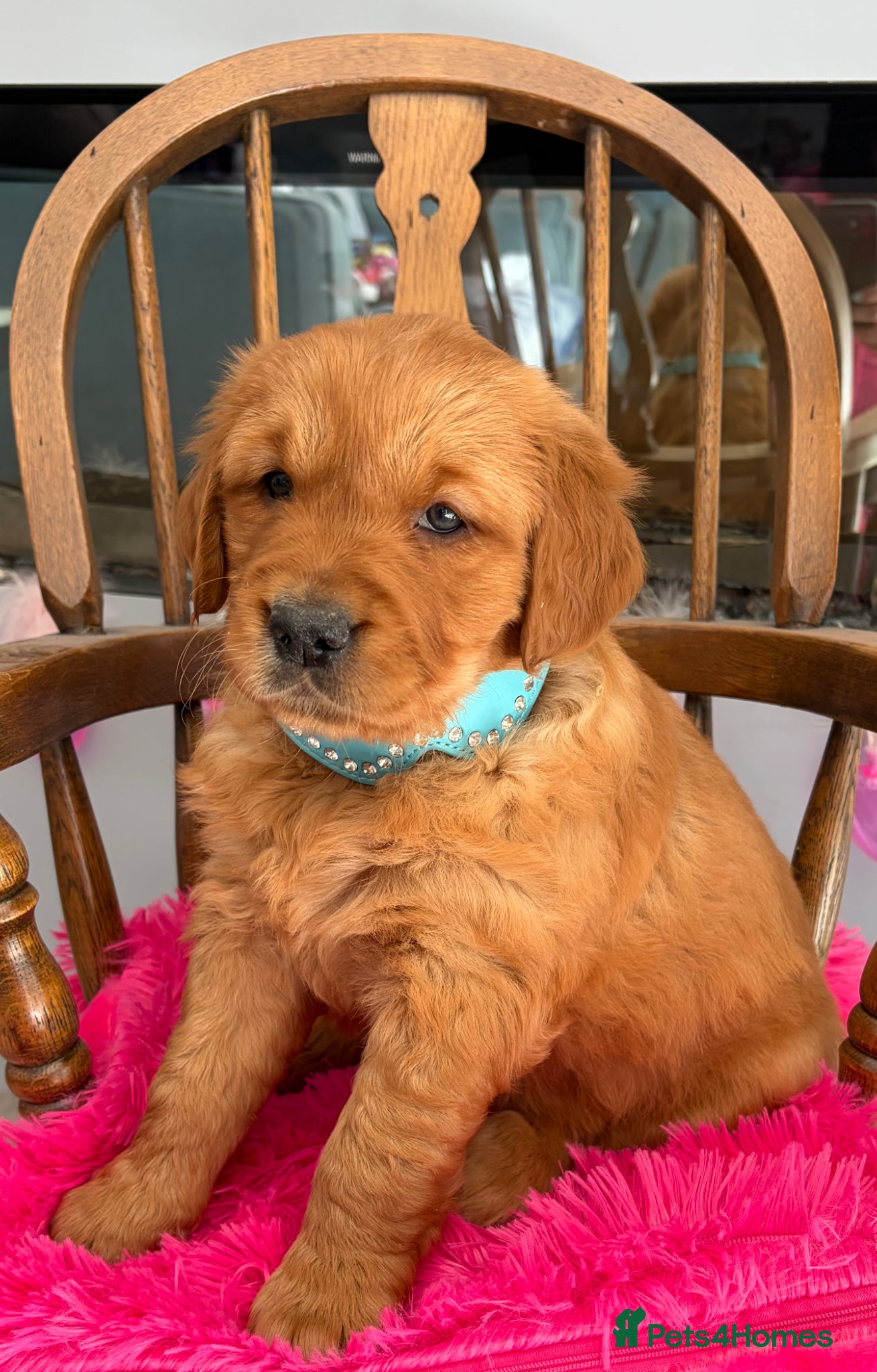Golden Retriever dogs Gorgeous red golden retrievers  - Advert 2
