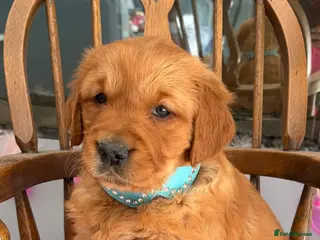 Golden Retriever dogs Gorgeous red golden retrievers - Advert 2
