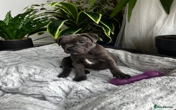 Staffordshire Bull Terrier dogs for sale: 🔷 Pharaon Champion Line Pups 🔷 in Wolverhampton - Image 10