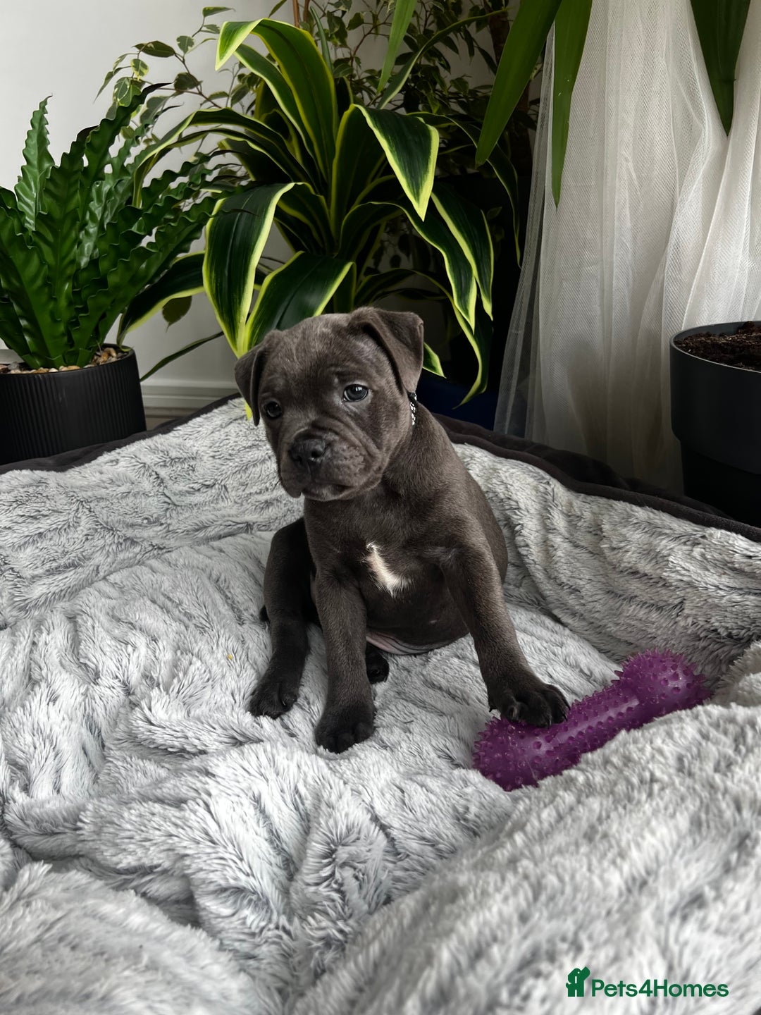Staffordshire Bull Terrier dogs for sale: 🔷 Pharaon Champion Line Pups 🔷 in Wolverhampton - Image 10