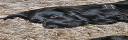 Cocker Spaniel dogs for sale: REHOMING Working Cocker - Advert 7