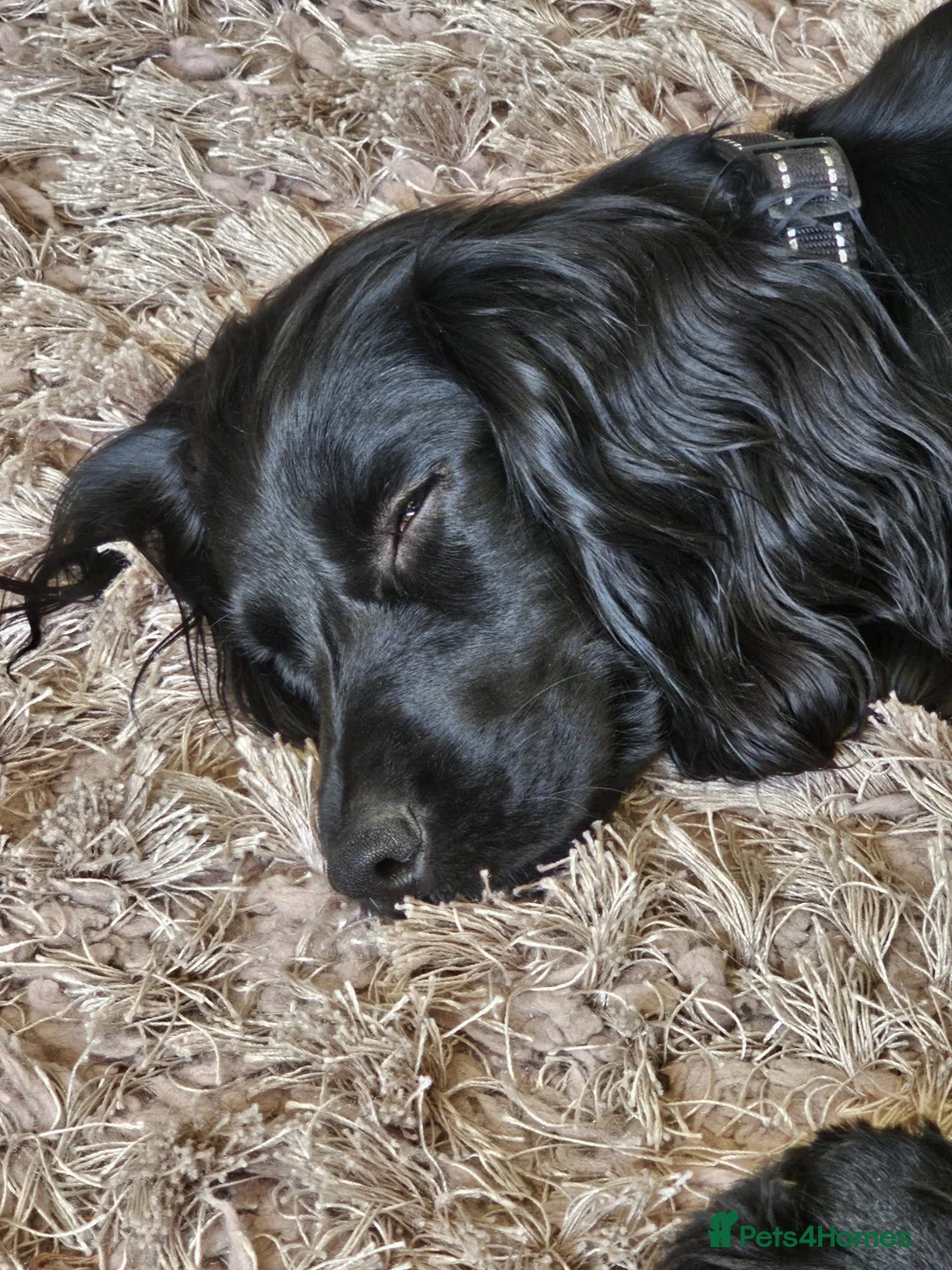 Cocker Spaniel dogs for sale: REHOMING Working Cocker - Advert 7
