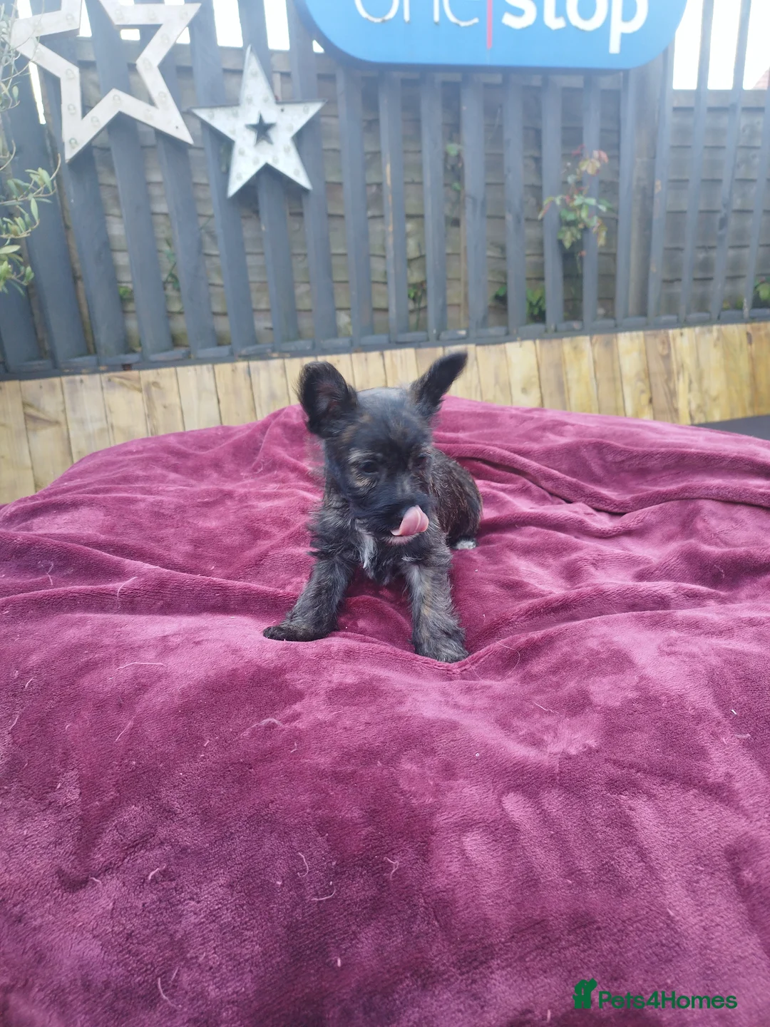 Mexican Hairless dogs for stud: Mr Zoro for stud - Advert 11