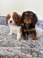 Cavalier King Charles Spaniel dogs - Advert 1