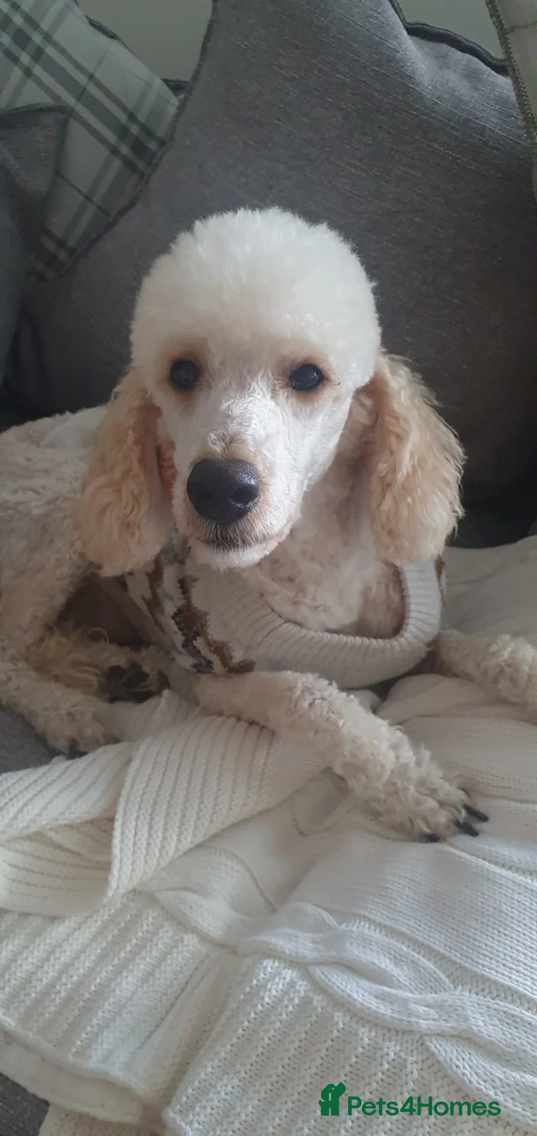 Miniature Poodle dogs for stud: Miniature poodle for stud in Girvan - Advert 2