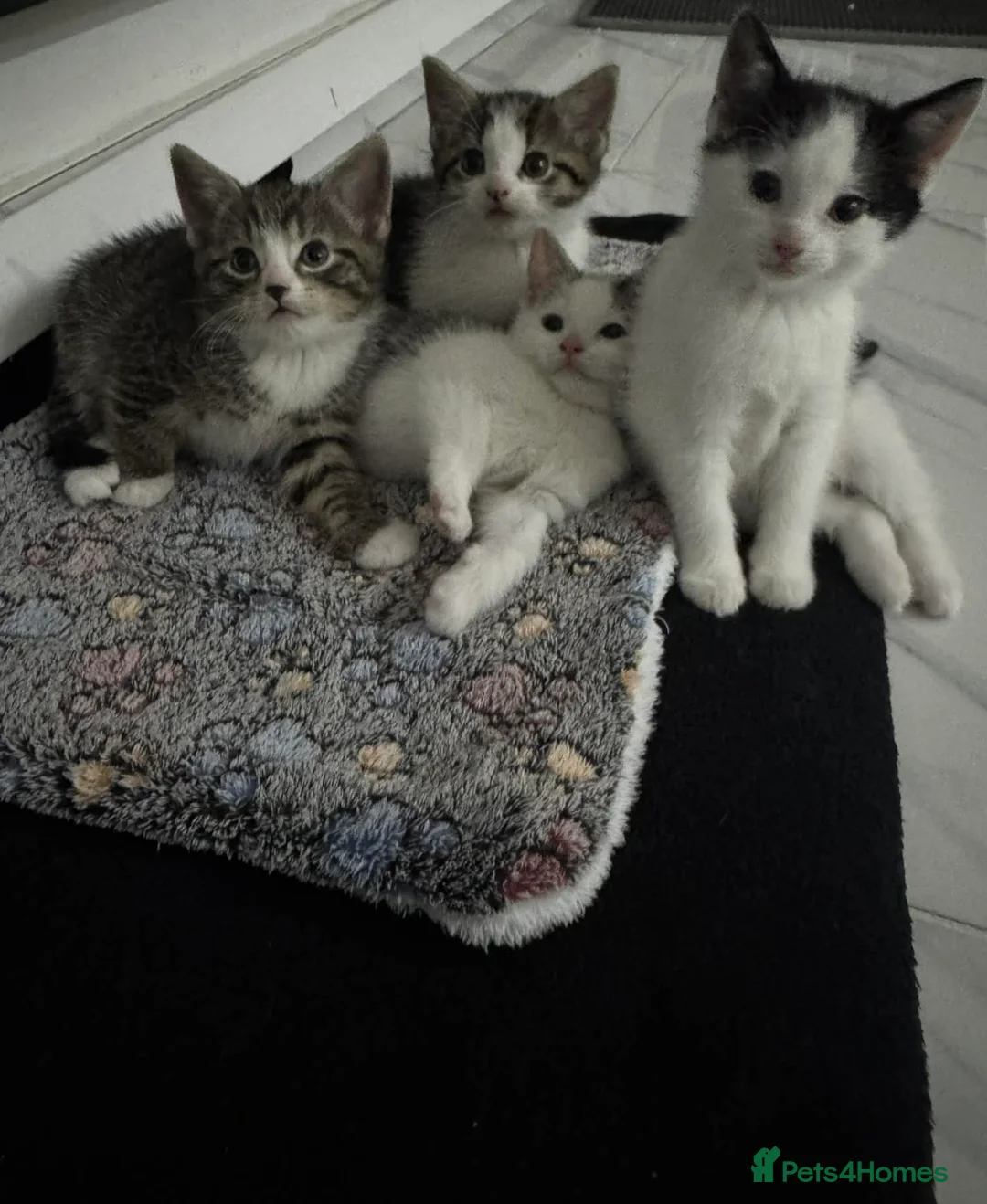 Mixed Breed cats for sale: Kittens for sale (4 males) - Advert 5