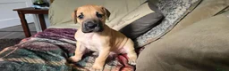 Great Dane dogs for sale: Great Dane in Northallerton - Advert 6