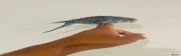 Budgerigars birds for sale: Hand reared budgies for sale  - Advert 7