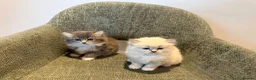 British Longhair cats for sale: 3/4 British Longhaired kittens - Advert 5