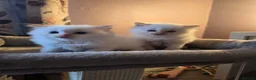 Ragdoll cats for sale: Flame point ragdoll - Advert 7