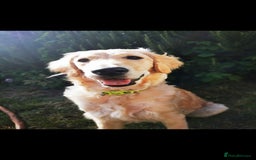 Goldendoodle dogs for sale: Gorgeous Healthy Goldendoodle Puppies - Image 6