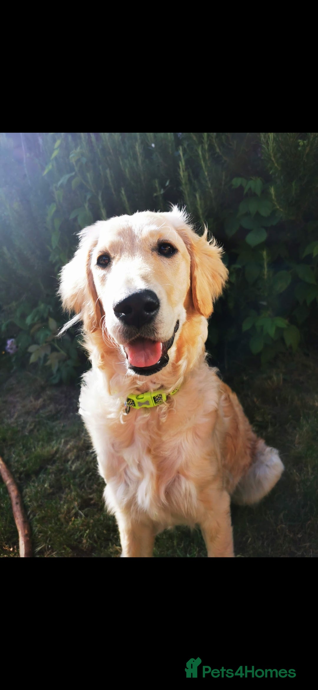 Goldendoodle dogs for sale: Gorgeous Healthy Goldendoodle Puppies - Image 6