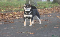 Japanese Shiba Inu dogs for sale: Two super female Japanese shiba inu  - Advert 2