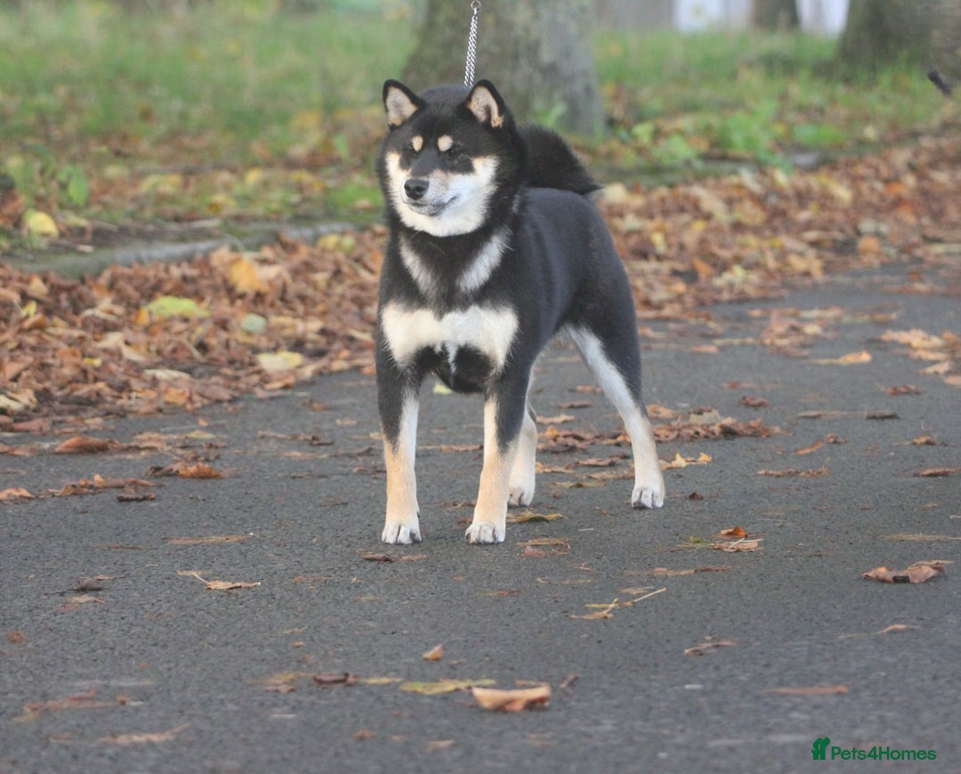 Japanese Shiba Inu dogs for sale: Two super female Japanese shiba inu  - Advert 2
