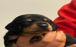 Miniature Dachshund dogs for sale: 7 miniature dachshunds for sale  - Advert 5