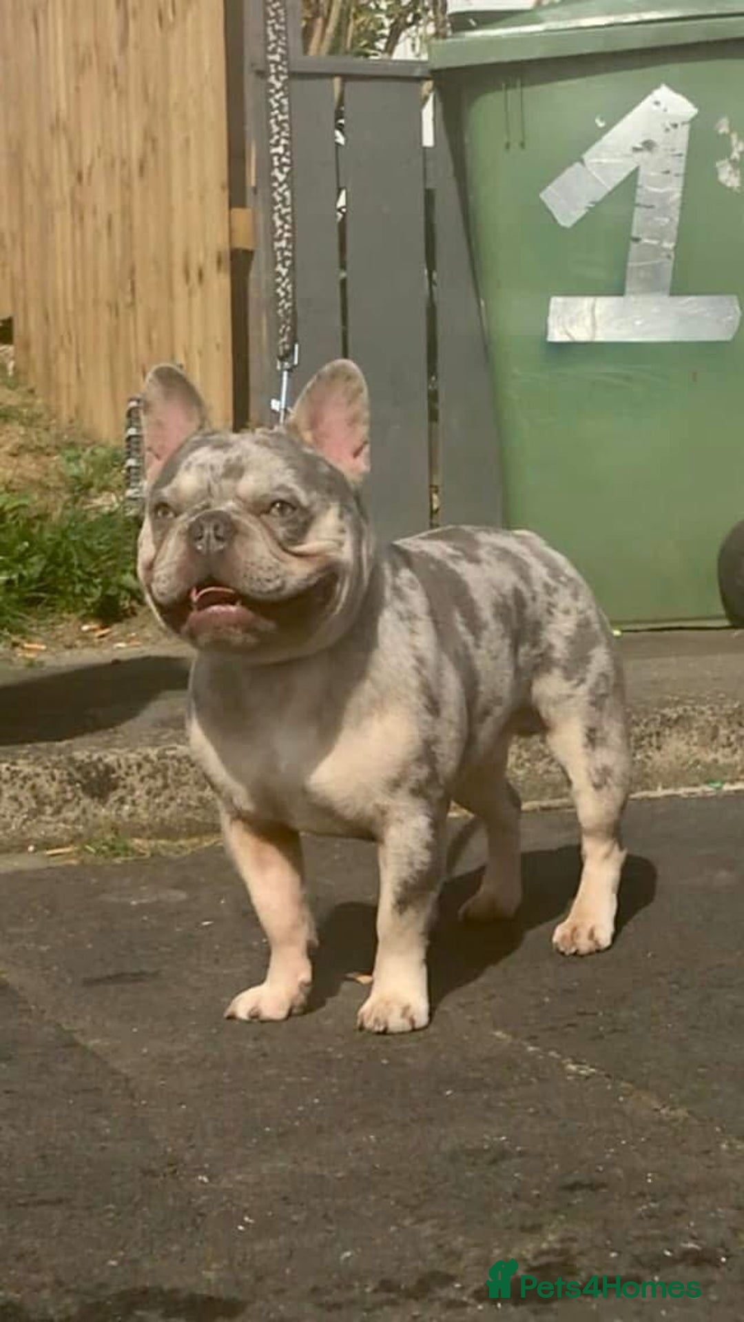 French Bulldog dogs for stud: Lilac and tan Merle new shade maker  - Advert 6