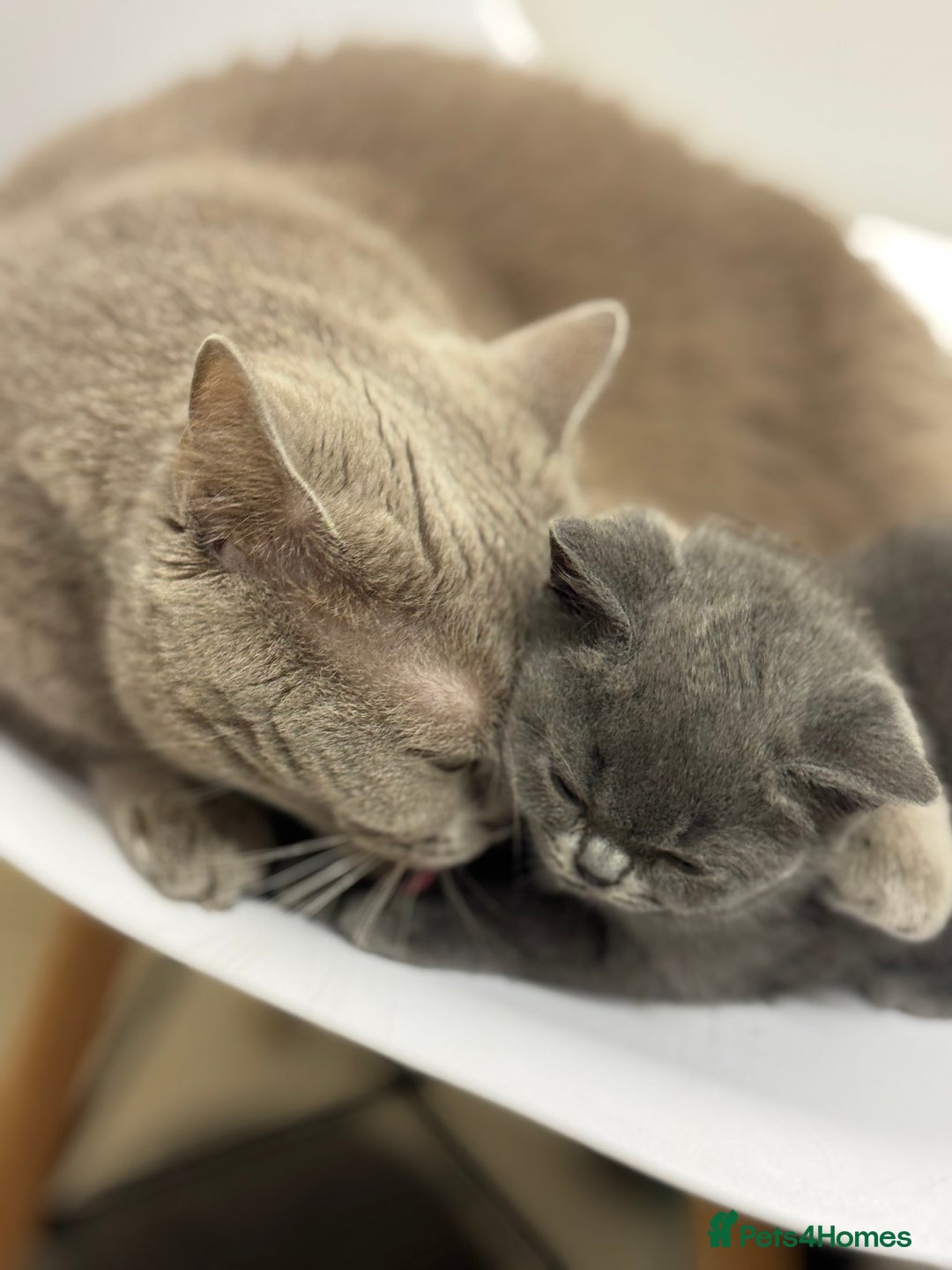 British Longhair cats for sale: Lovely kittens - Advert 1