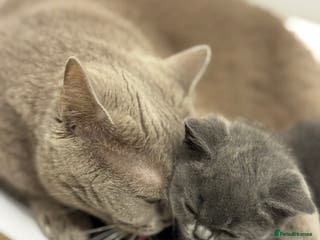 British Longhair cats Lovely kittens - Advert 2