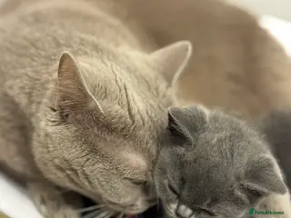 British Longhair cats Lovely kittens - Advert 3