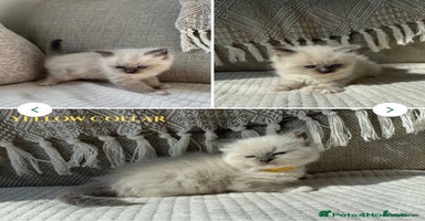 Ragdoll cats - Advert 6