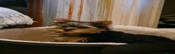 Yorkshire Terrier dogs for sale:  beautiful Yorkshire terrier puppy’s - Advert 6