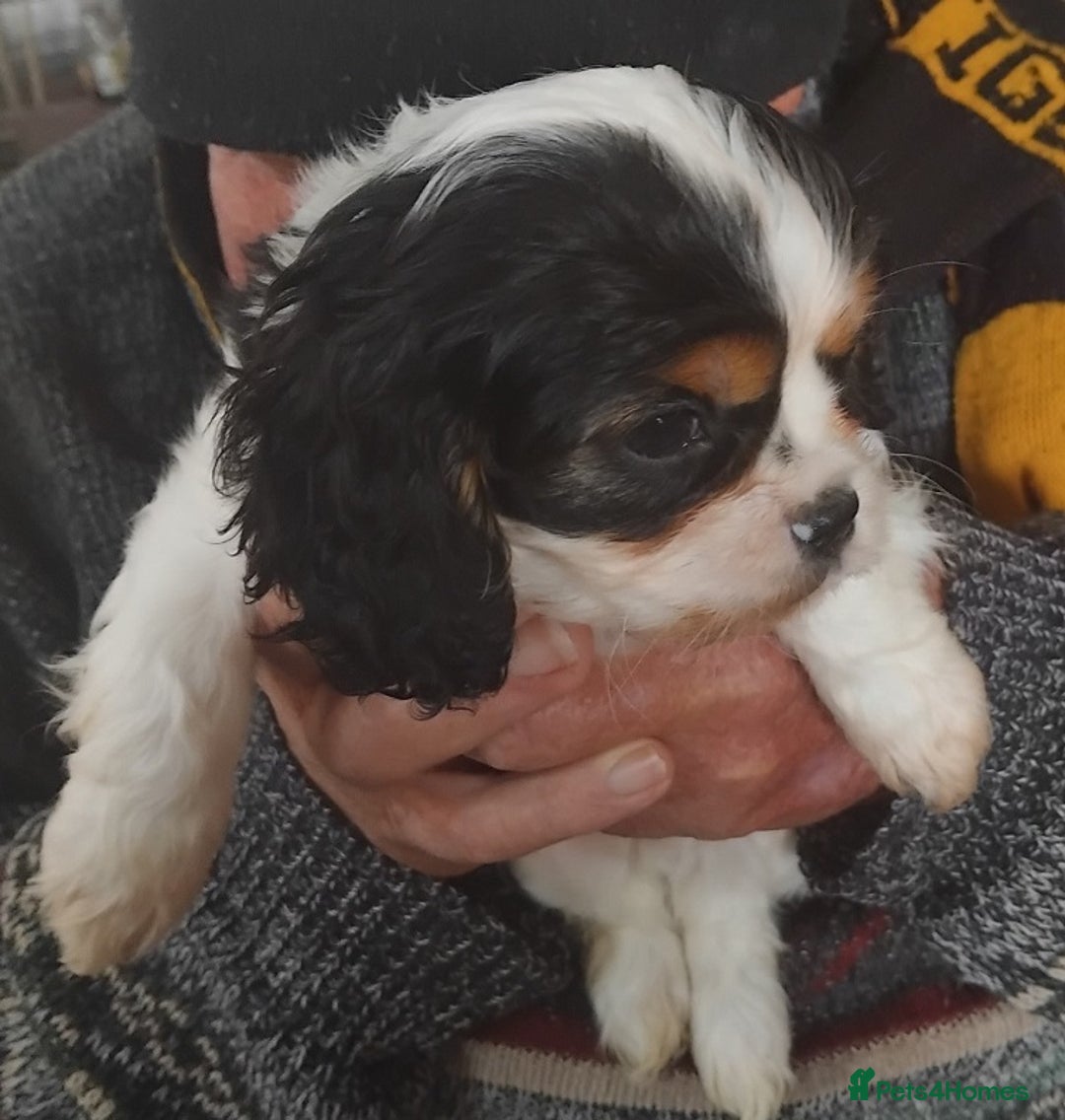 Cavalier King Charles Spaniel dogs for sale: Purebred Cavalier King Charles Spaniels Puppies - Image 3