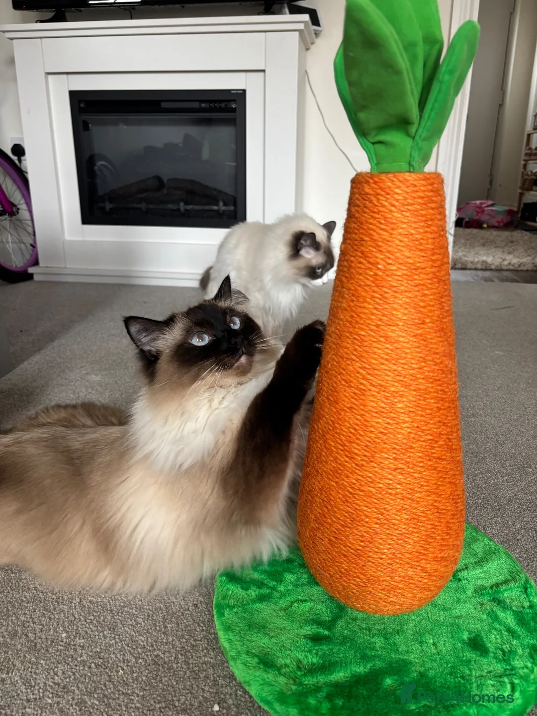 Ragdoll cats for sale: 2 ragdolls mother and daughter  in North Shields - Advert 4