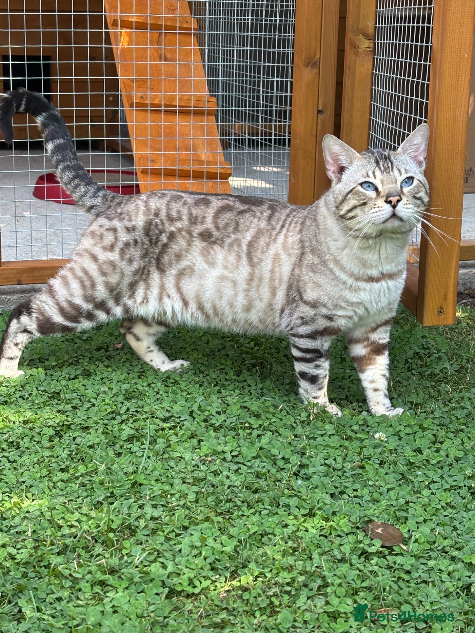 Bengal cats TICA reg Snow Lynx Bengal Stud health tested  - Advert 2