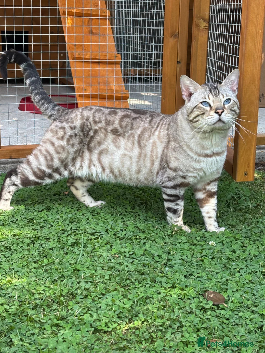 Bengal cats for stud: TICA reg Snow Lynx Bengal Stud health tested  - Advert 2