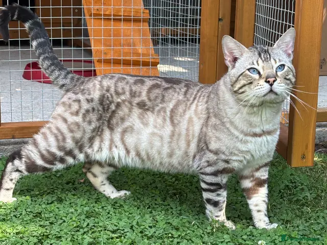 Bengal cats TICA reg Snow Lynx Bengal Stud health tested - Advert 2
