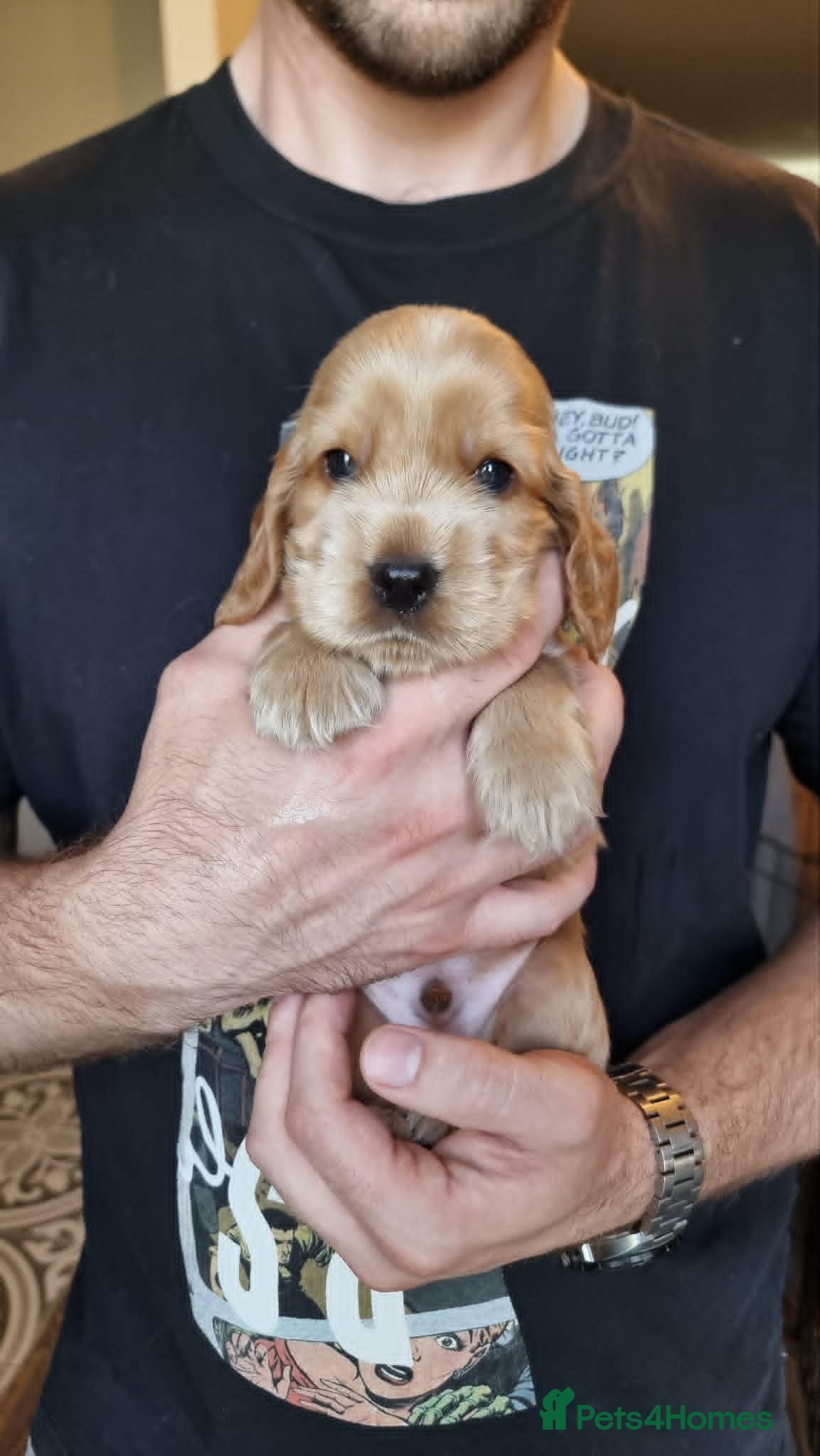 Cocker Spaniel dogs Show Cocker Spaniel Puppies- Champion Lineage🏆🐾 - Advert 2